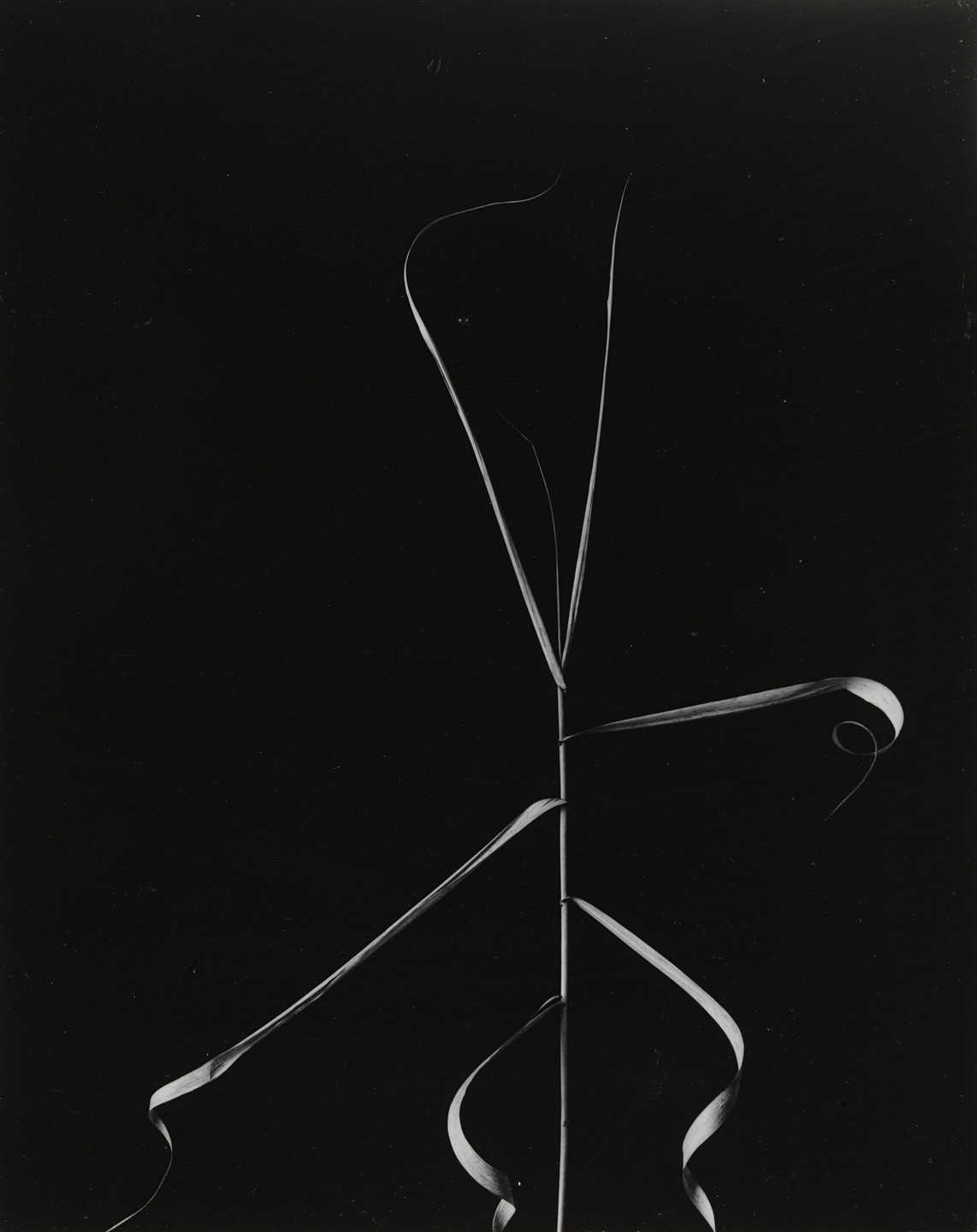 Harry Callahan. Weed, Aix-en-Provence. 1958