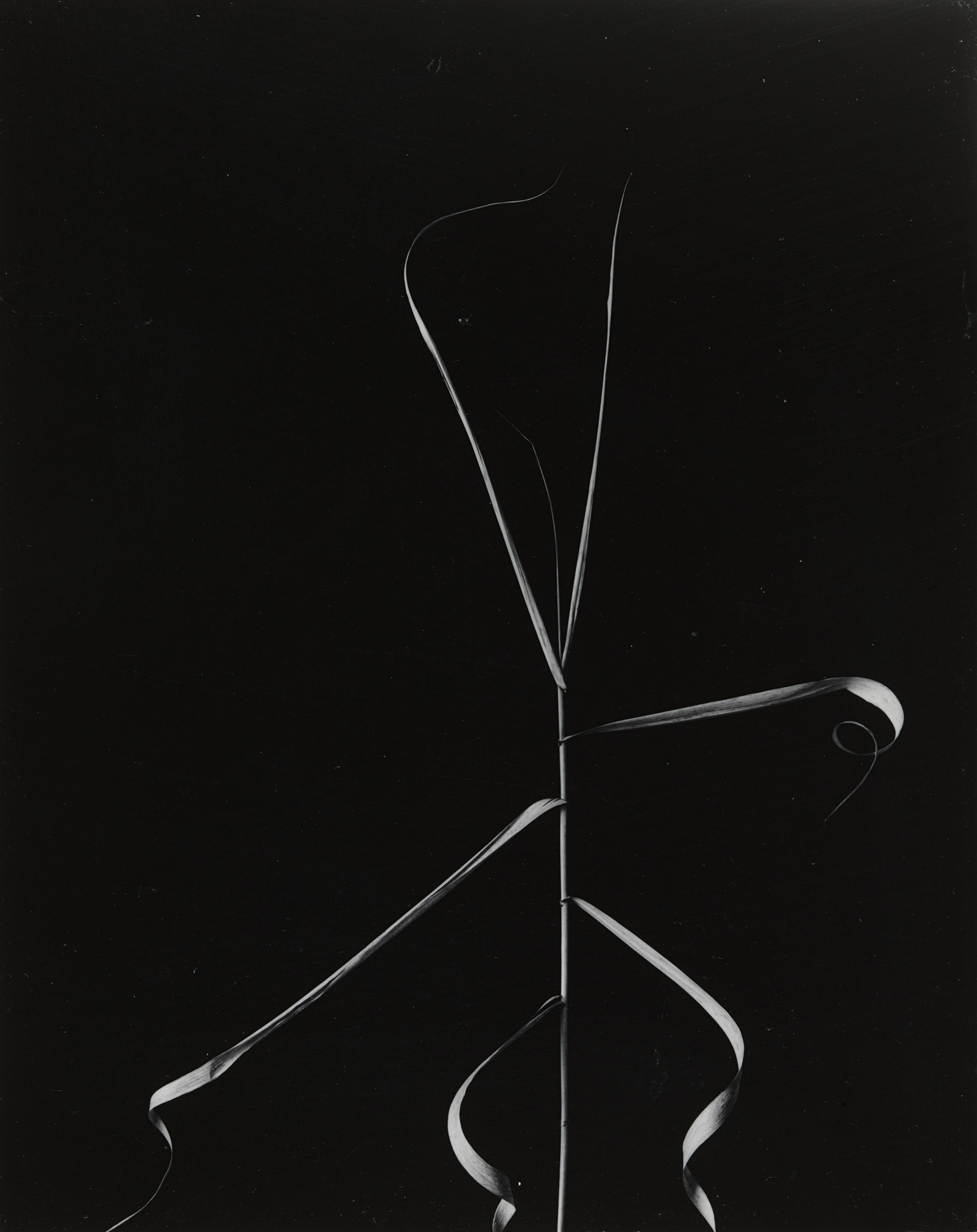 Harry Callahan. Weed, Aix-en-Provence