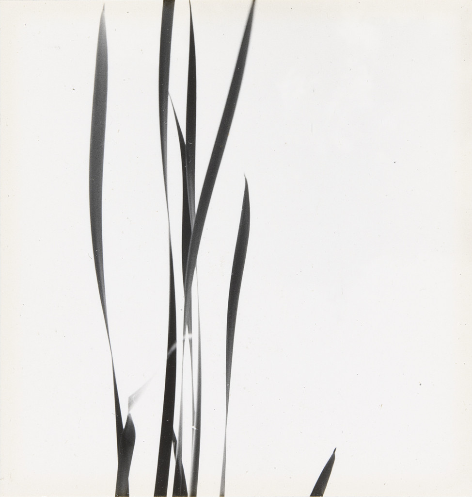 Reeds