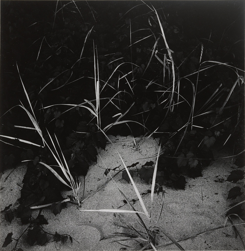 Grasses