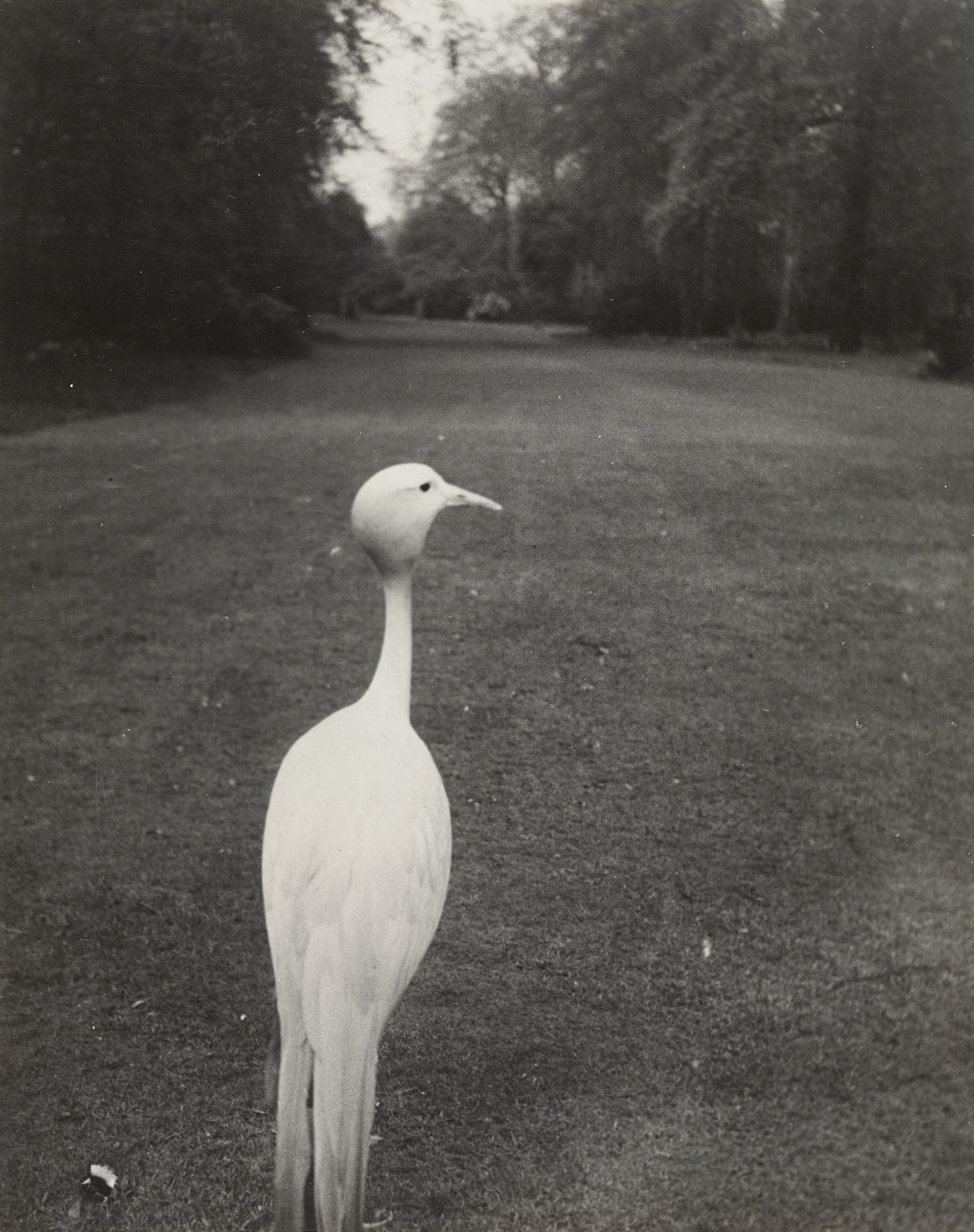 Bill Brandt. Evening in Kew Gardens. c. 1935