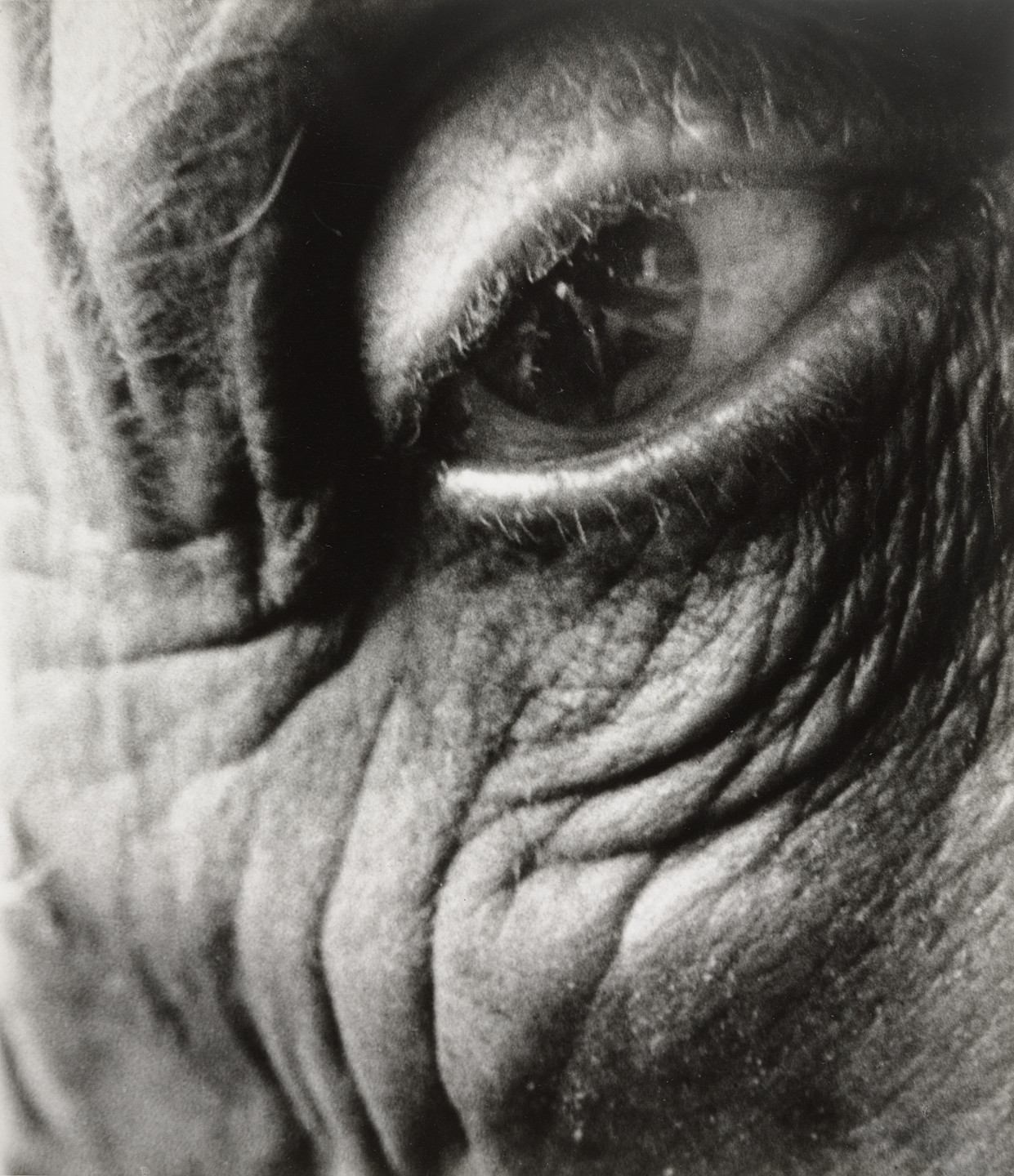 Bill Brandt. Jean Arp. 1960