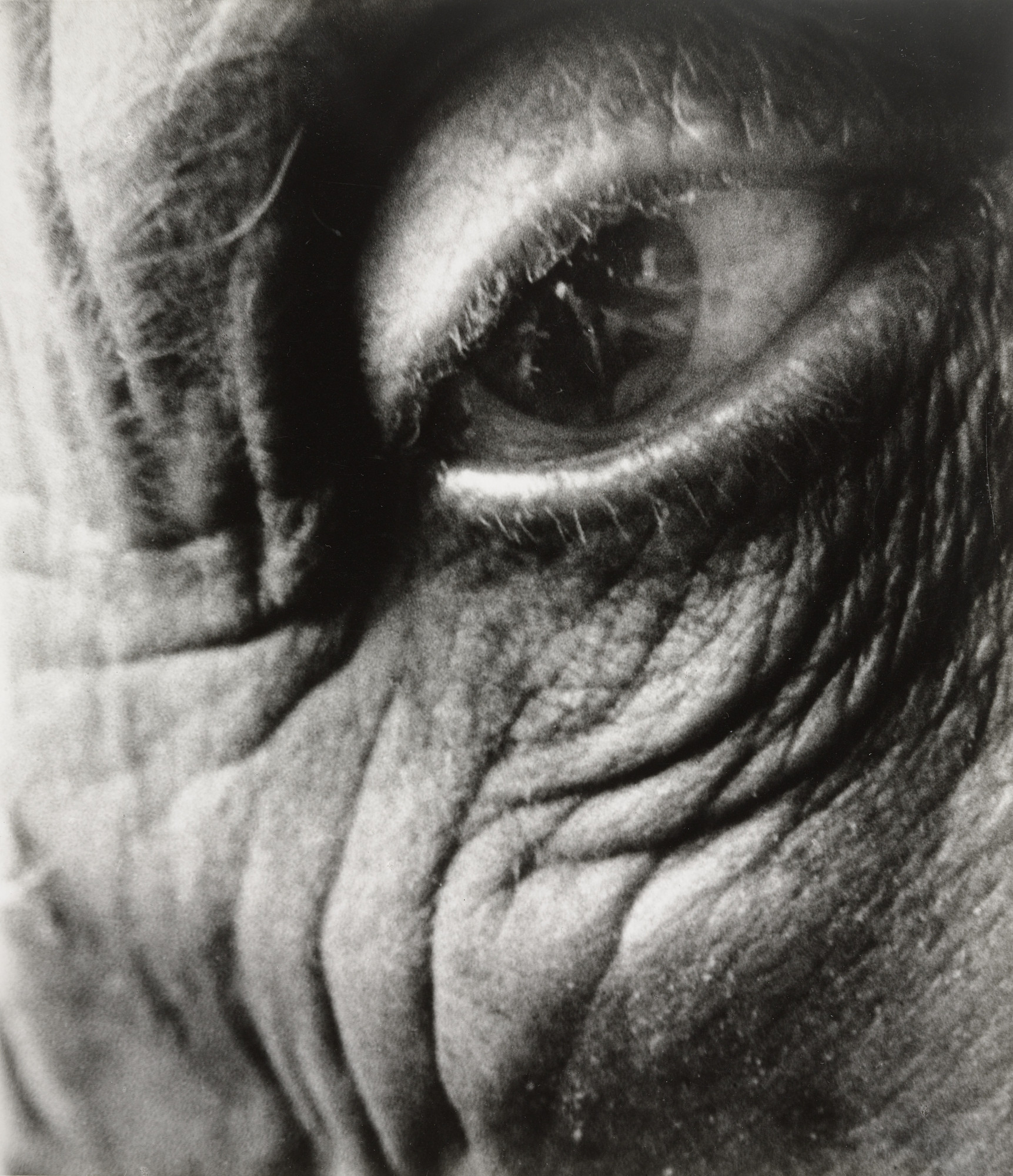 Bill Brandt. Jean Arp. 1960 | MoMA