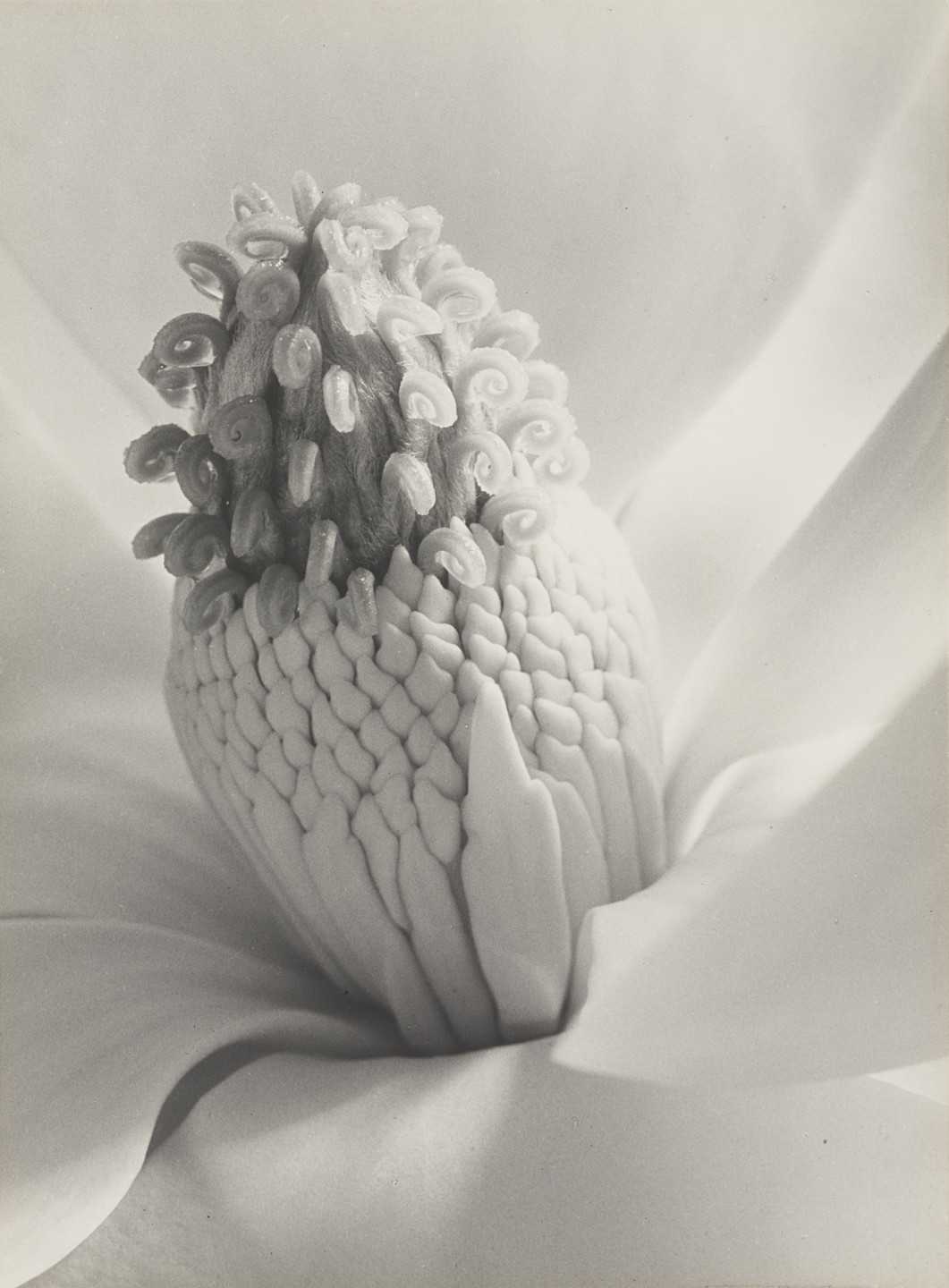 Imogen Cunningham. Magnolia Blossom, Tower of Jewels. 1925