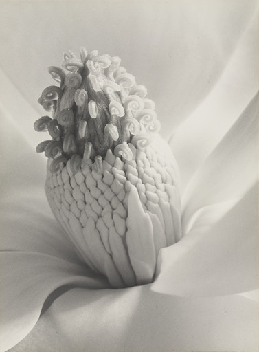 Imogen Cunningham. Magnolia Blossom, Tower of Jewels. 1925