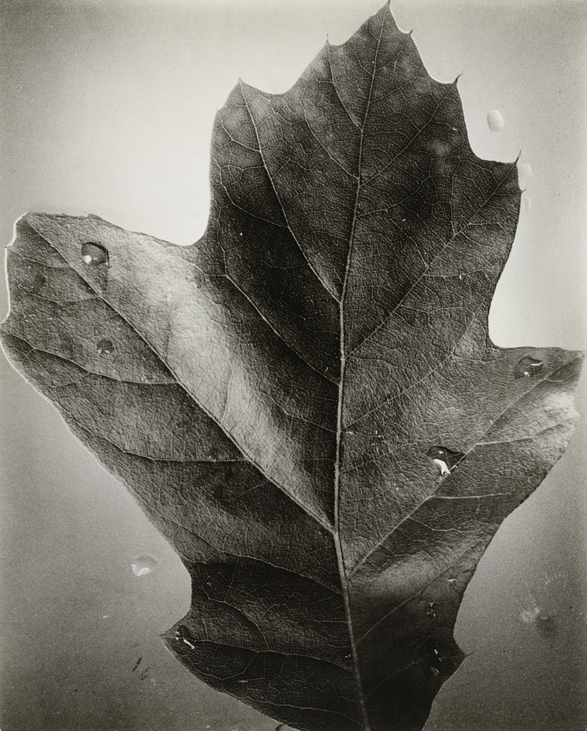 Leaf, Supersight