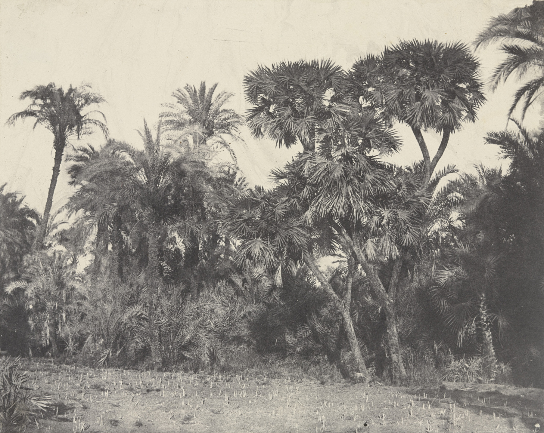 Maxime Du Camp. Bois de Dattiers ed de Palmiers Doums. 1849-51