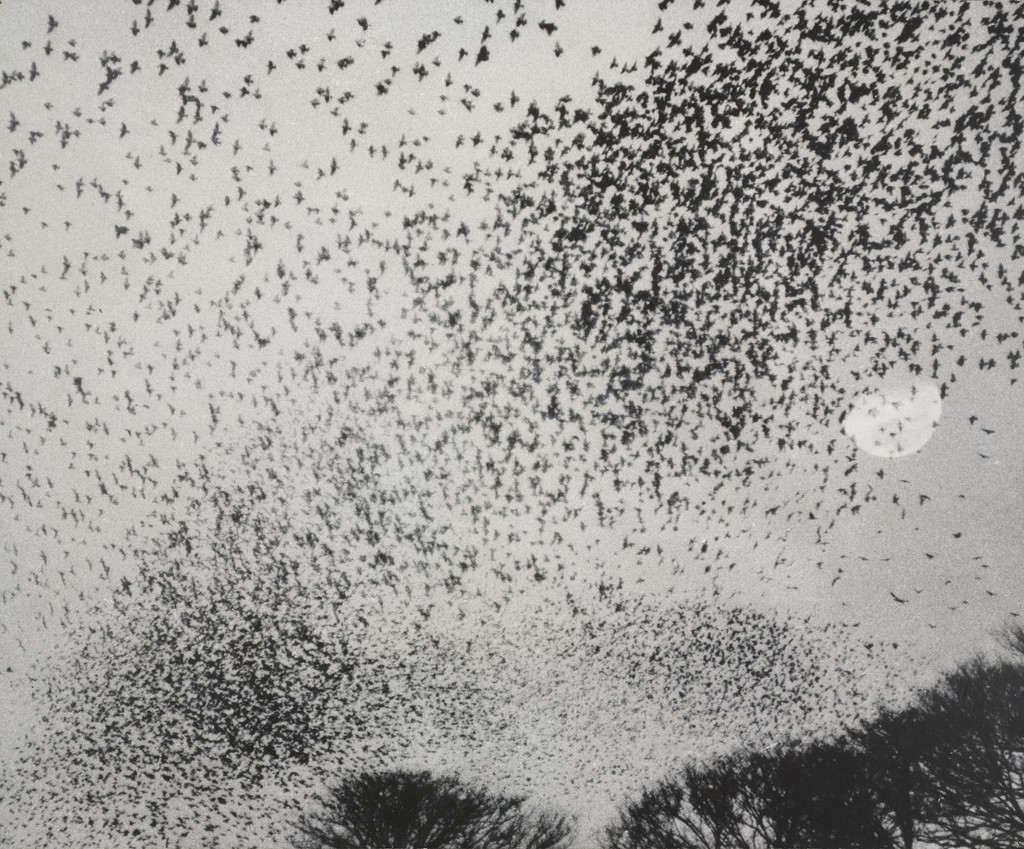 Flock of Gray Starlings