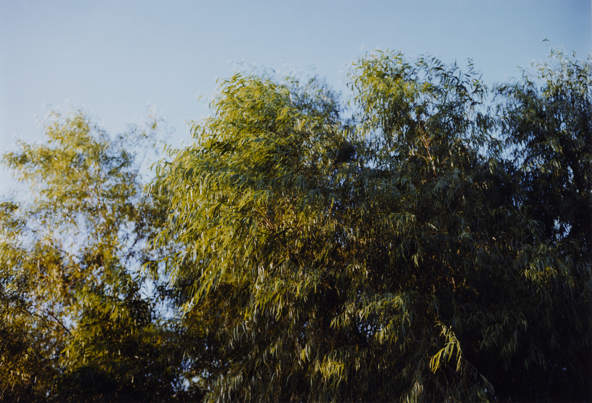 William Eggleston. Untitled