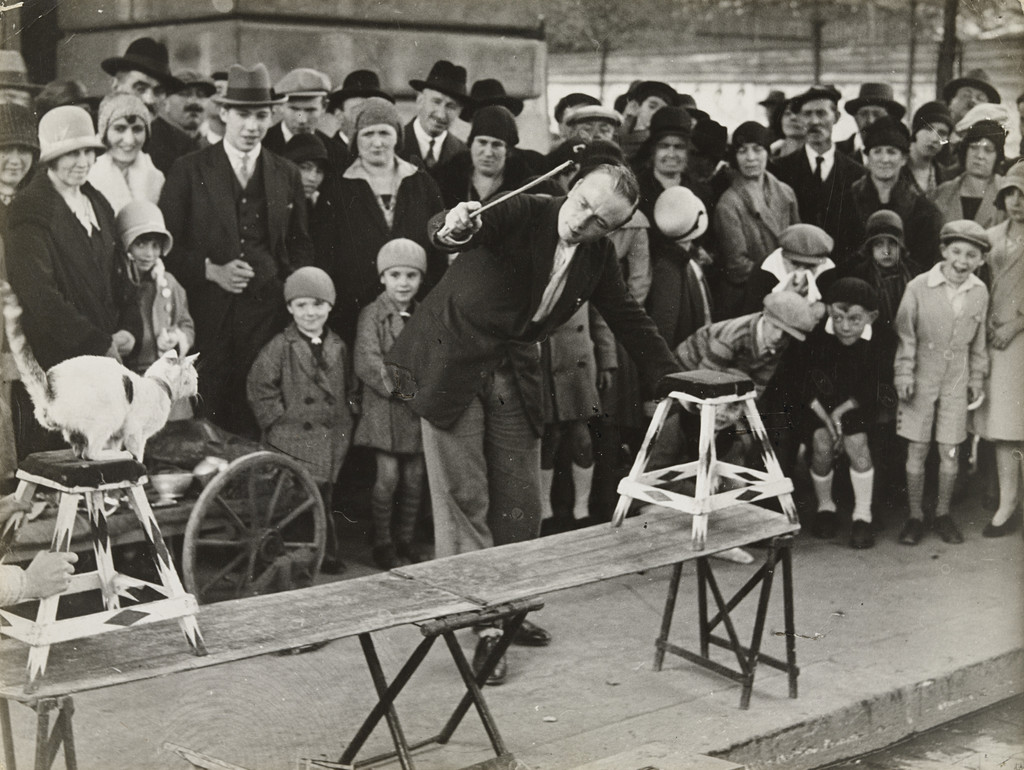 Cat Circus Performing in the Street