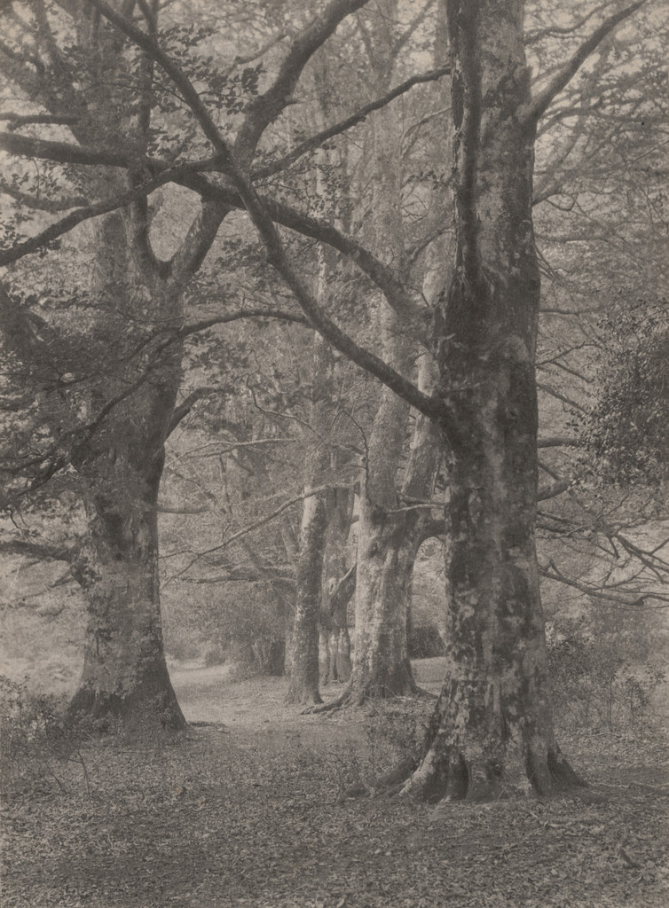 A Glade in the New Forest