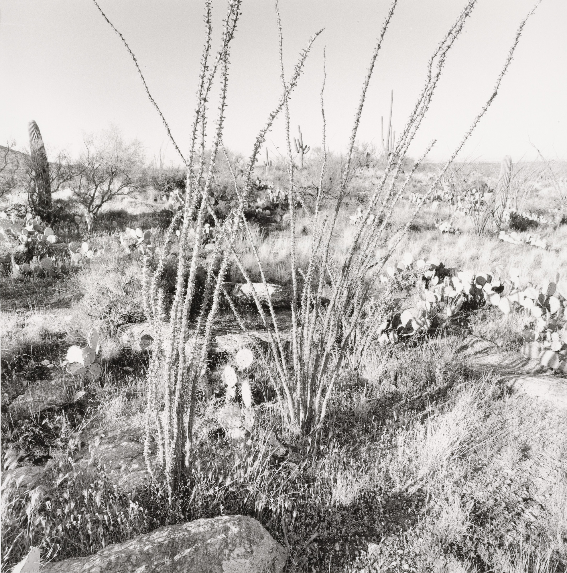 Lee Friedlander. Sonoma Desert, Arizona. 1995 | MoMA