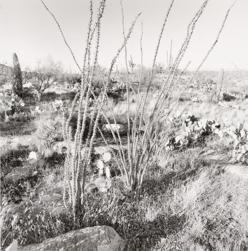Lee Friedlander. Sonoma Desert, Arizona. 1995