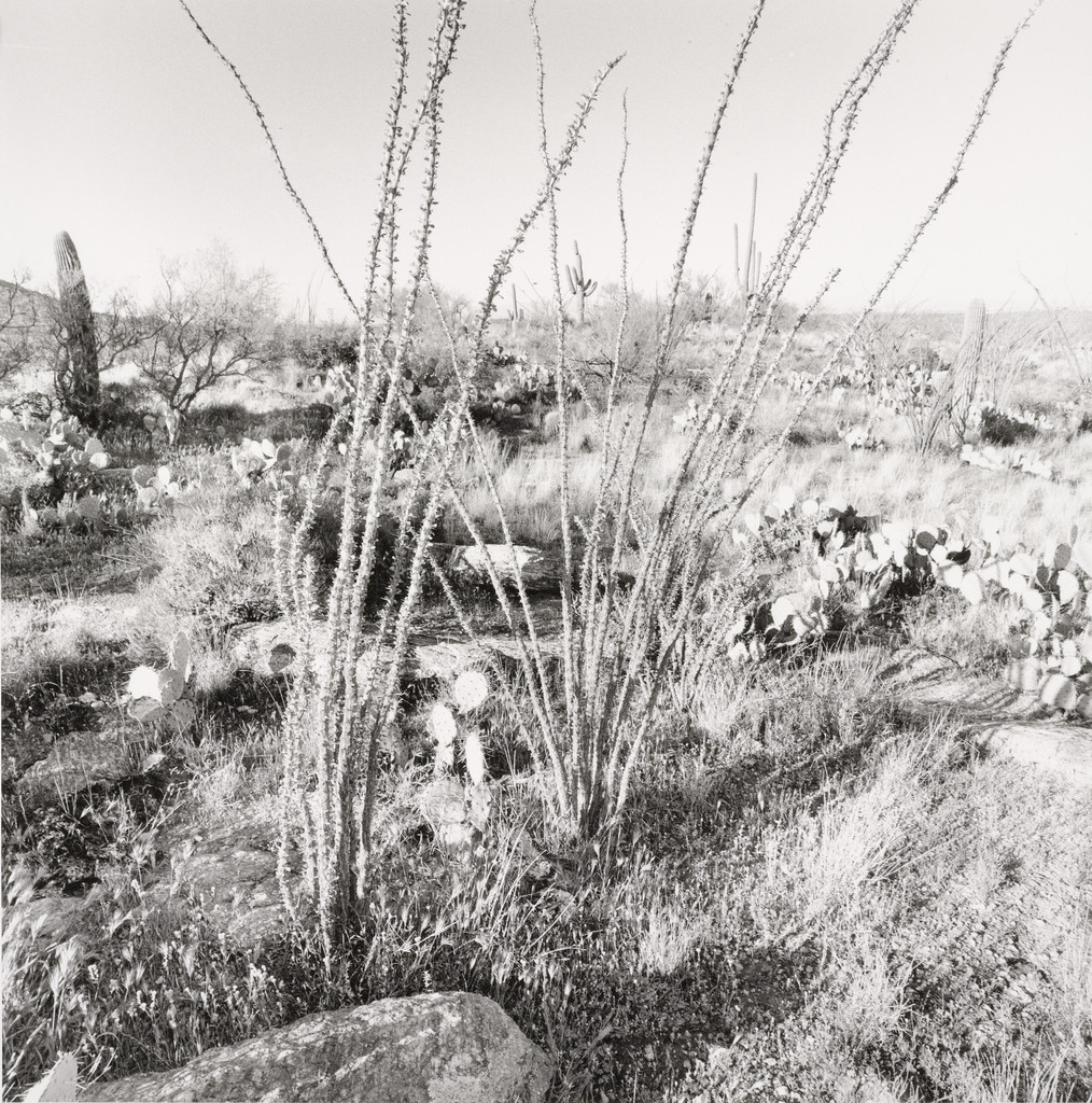 Sonoma Desert, Arizona