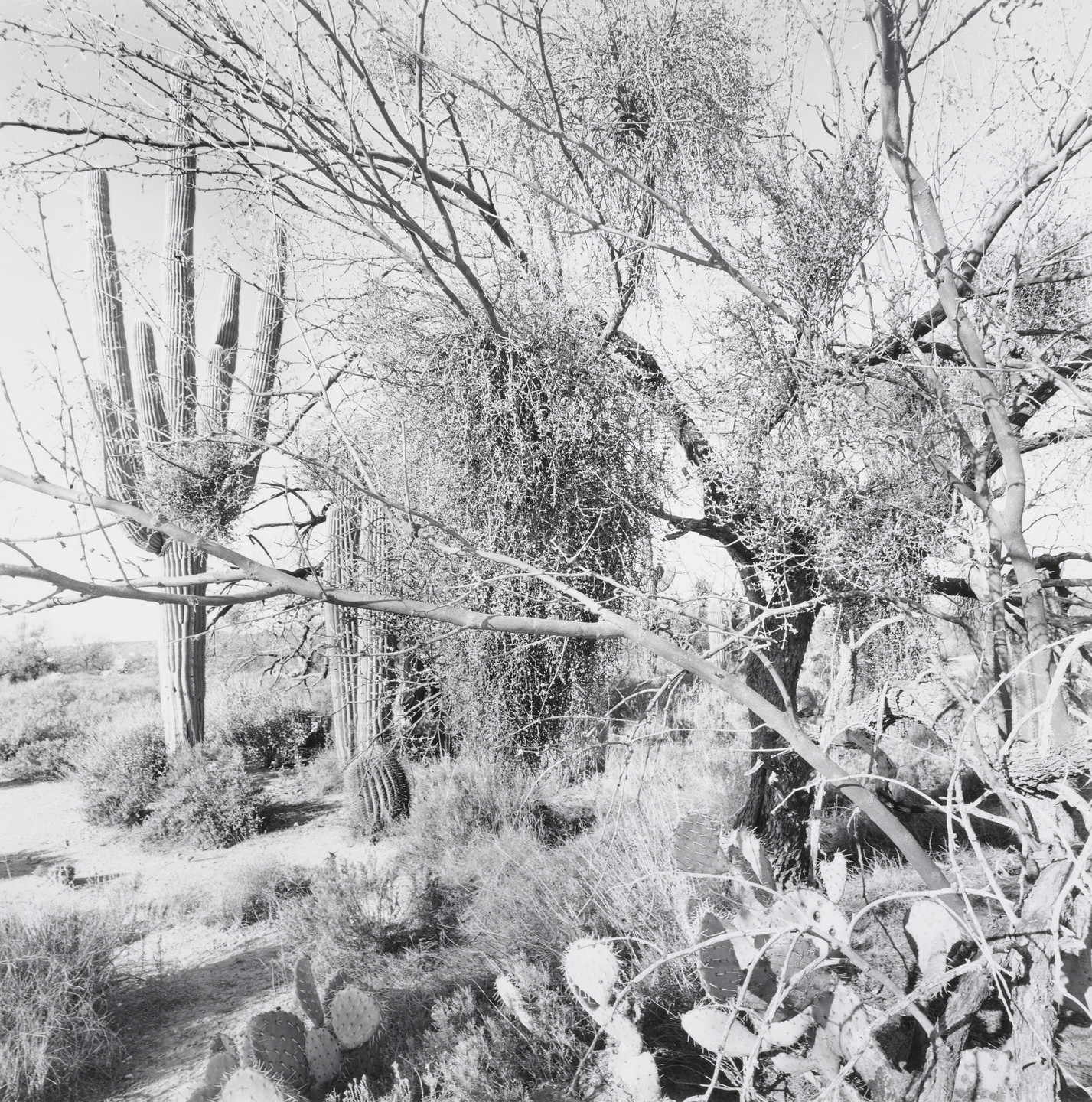 【The Desert Seen】Lee Friedlander　未読、美品 Lee Friedlander: The Desert Seen: Friedlander, Lee