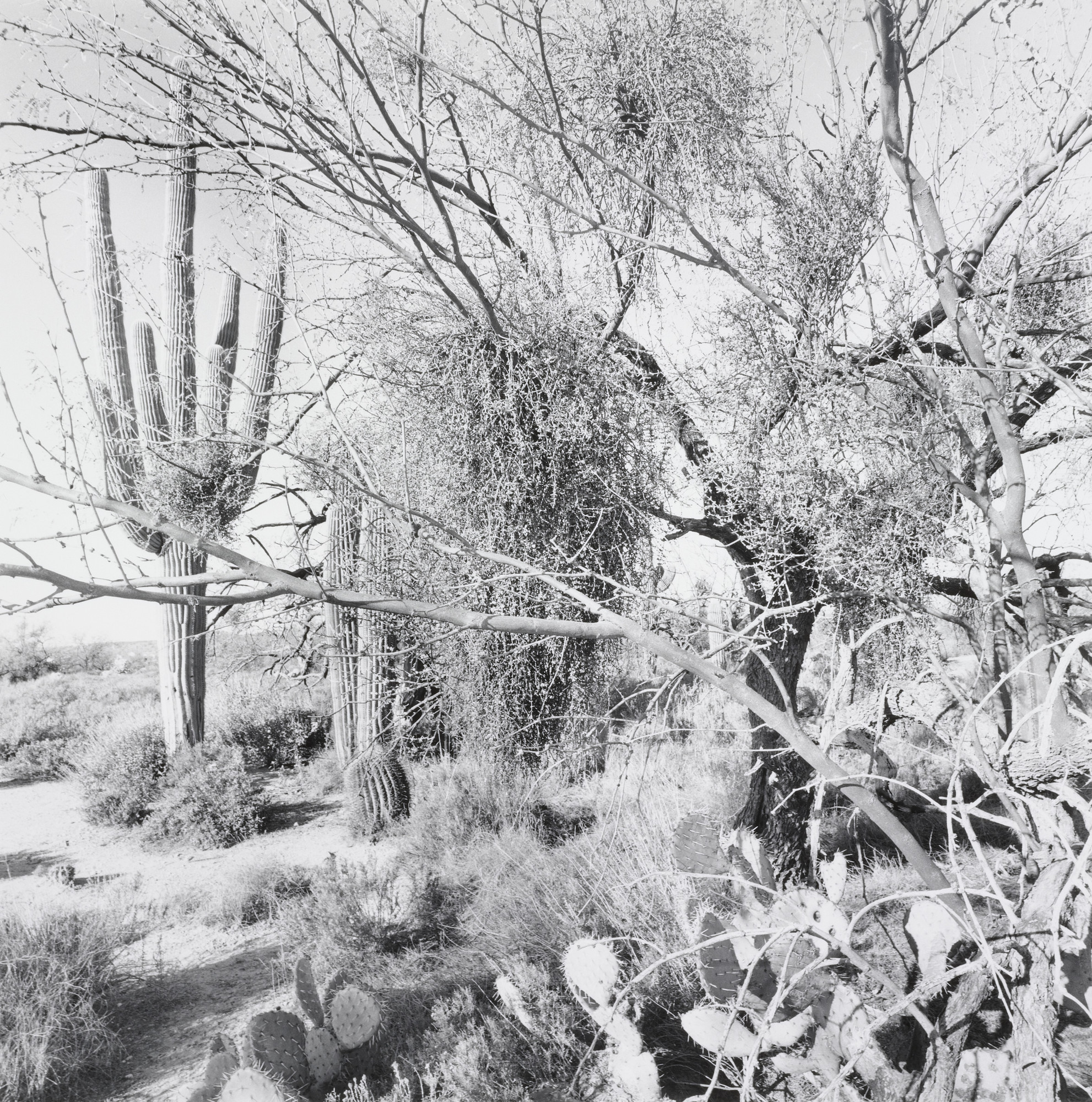 Lee Friedlander: The Desert Seen | Fraenkel Gallery