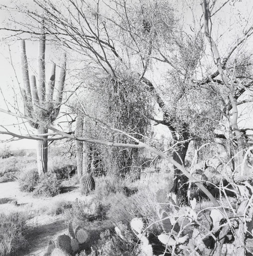 Lee Friedlander. Sonoma Desert, Arizona. 1995 | MoMA