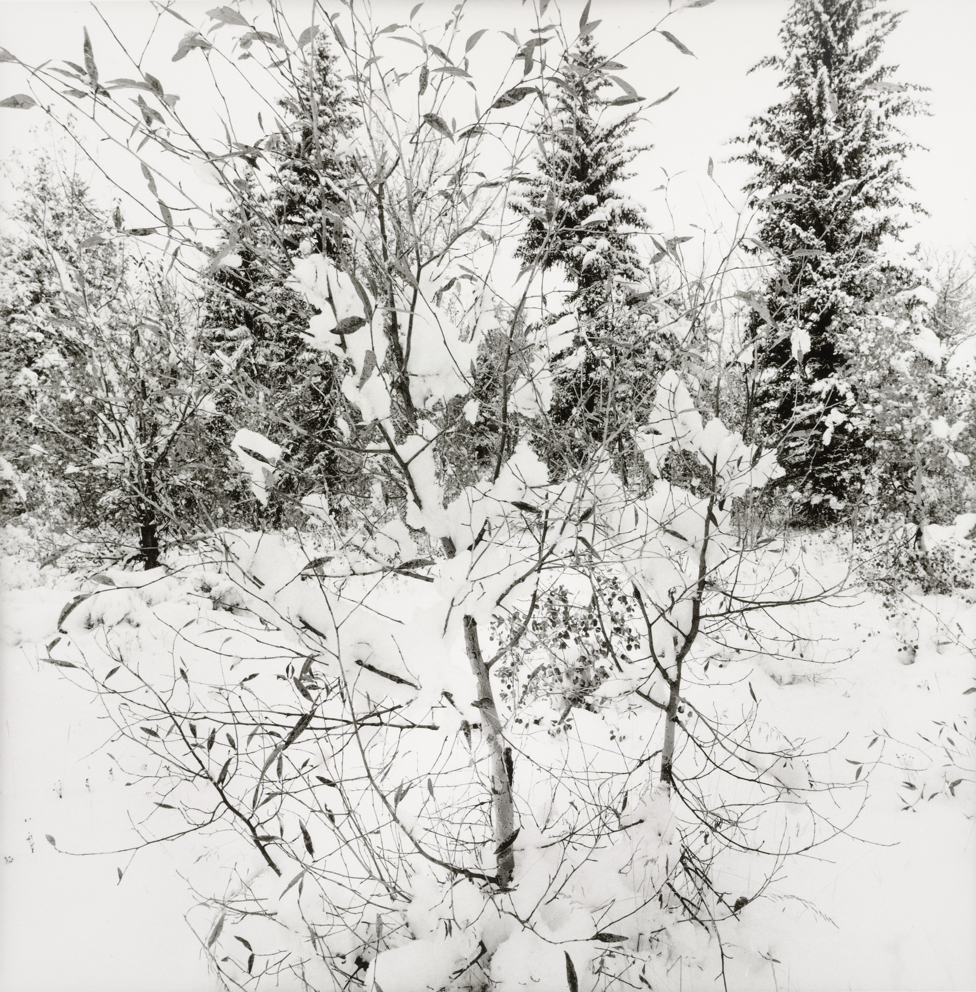 Lee Friedlander. Tetons