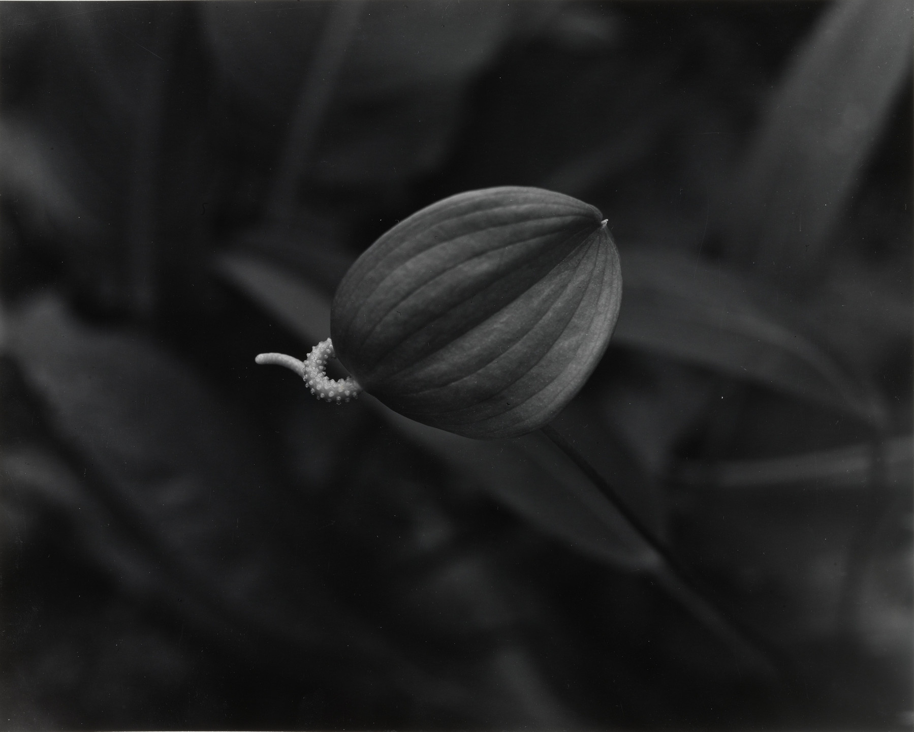 Jerome Liebling. Tropical Plant. 1952