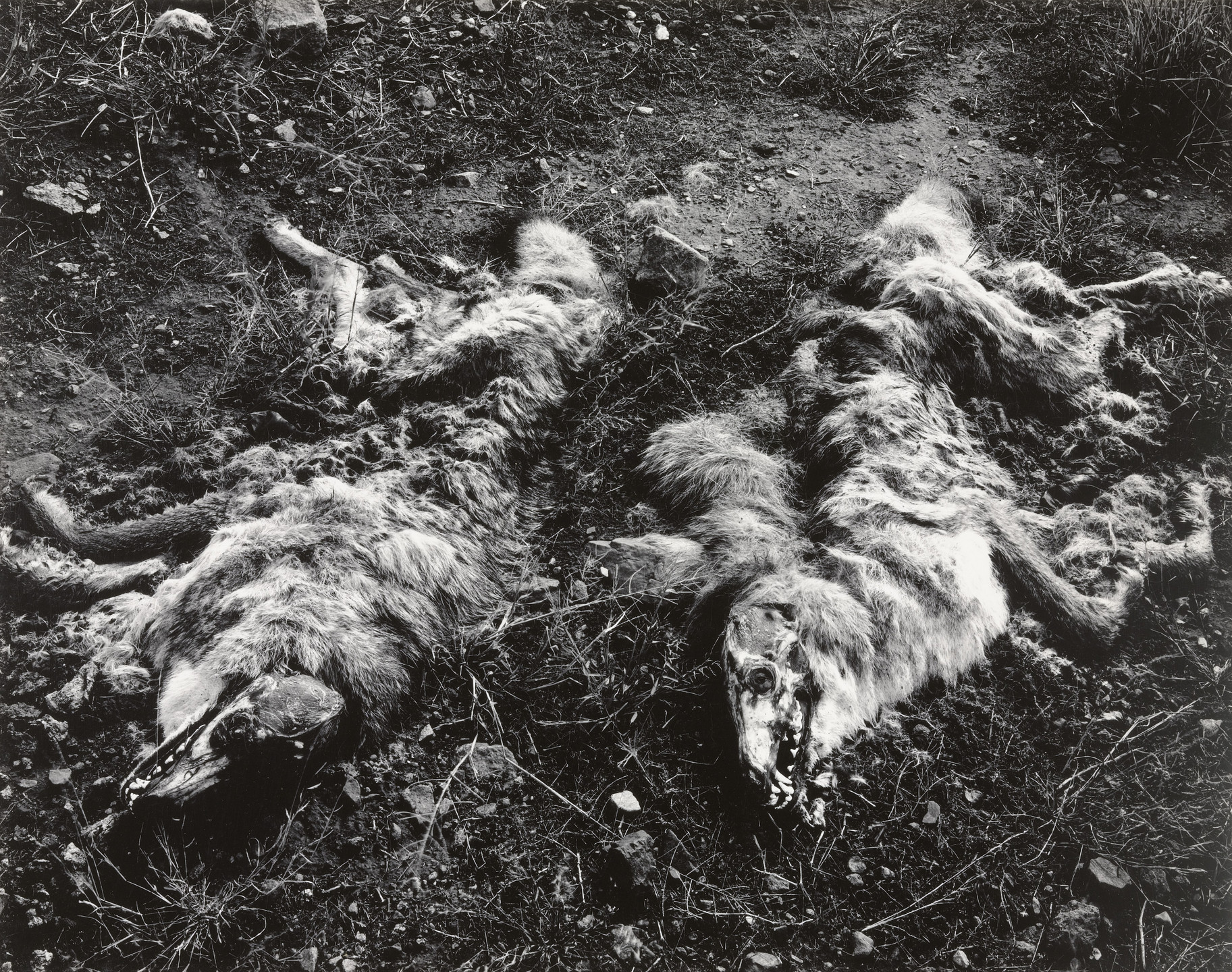 Frederick Sommer. Coyotes. 1941