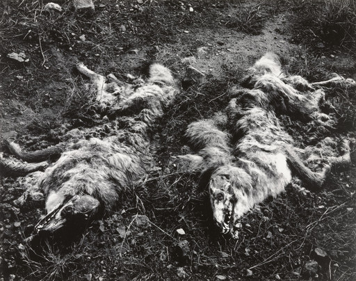 Coyotes
