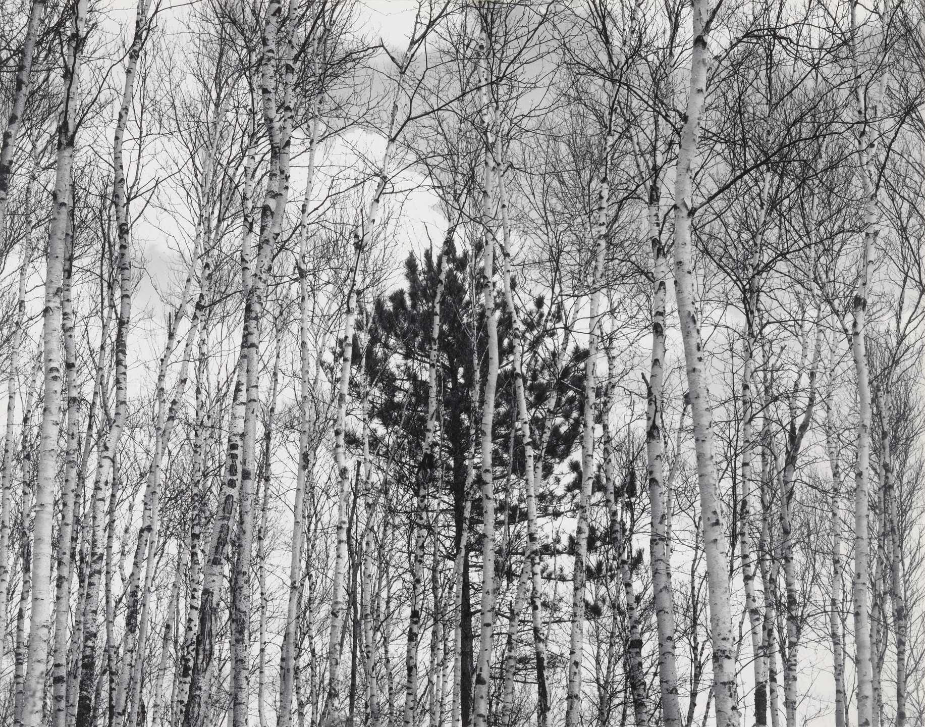 John Szarkowski. Young Pine in Aspen. 1955
