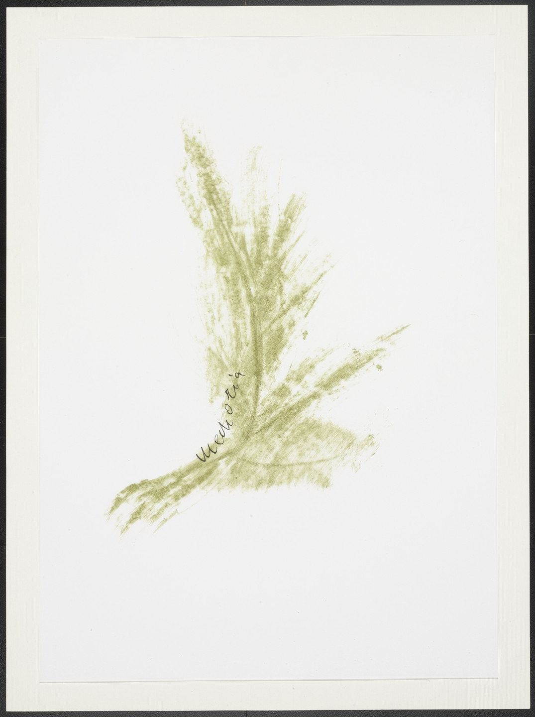 Giuseppe Penone. Untitled from Thirty-Three Herbs (Trentatre Erbe). 1989