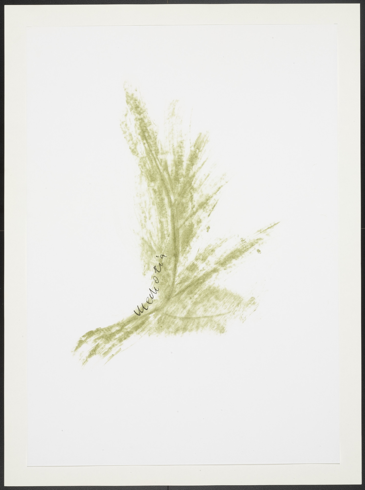 Giuseppe Penone. Untitled from Thirty-Three Herbs (Trentatre Erbe)