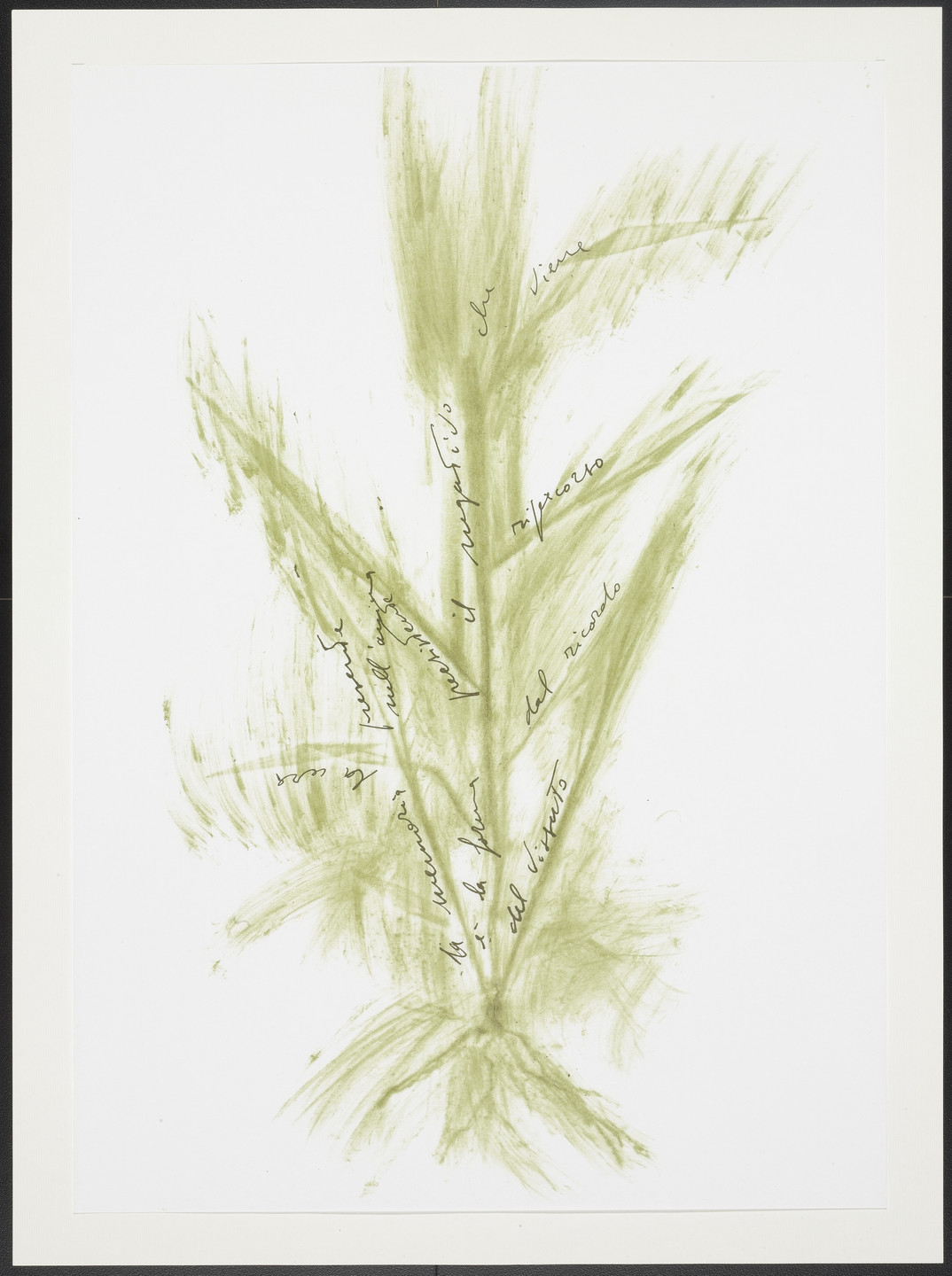 Giuseppe Penone. Untitled from Thirty-Three Herbs (Trentatre Erbe). 1989