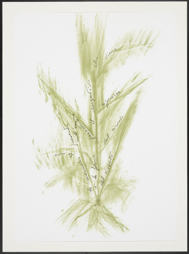 Untitled from Thirty-Three Herbs (Trentatre Erbe) by Giuseppe Penone