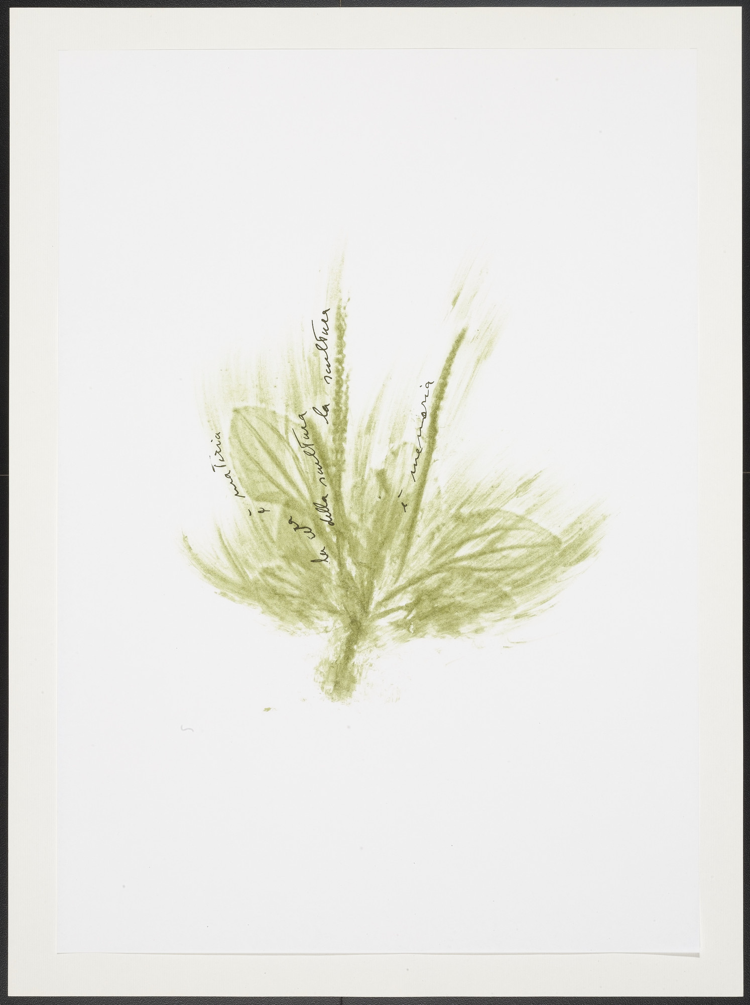 Giuseppe Penone. Untitled from Thirty-Three Herbs (Trentatre Erbe)