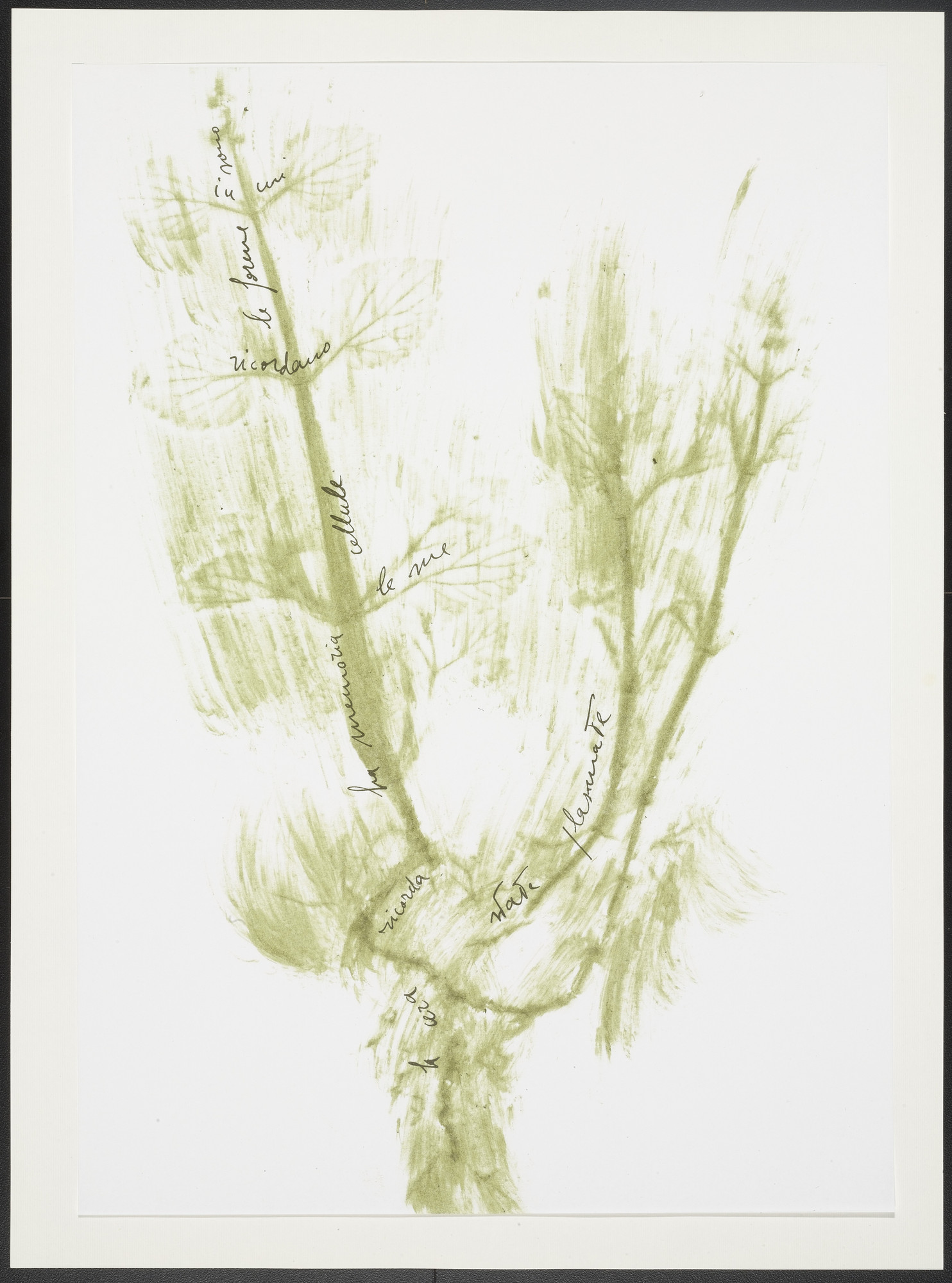Giuseppe Penone. Untitled from Thirty-Three Herbs (Trentatre Erbe)
