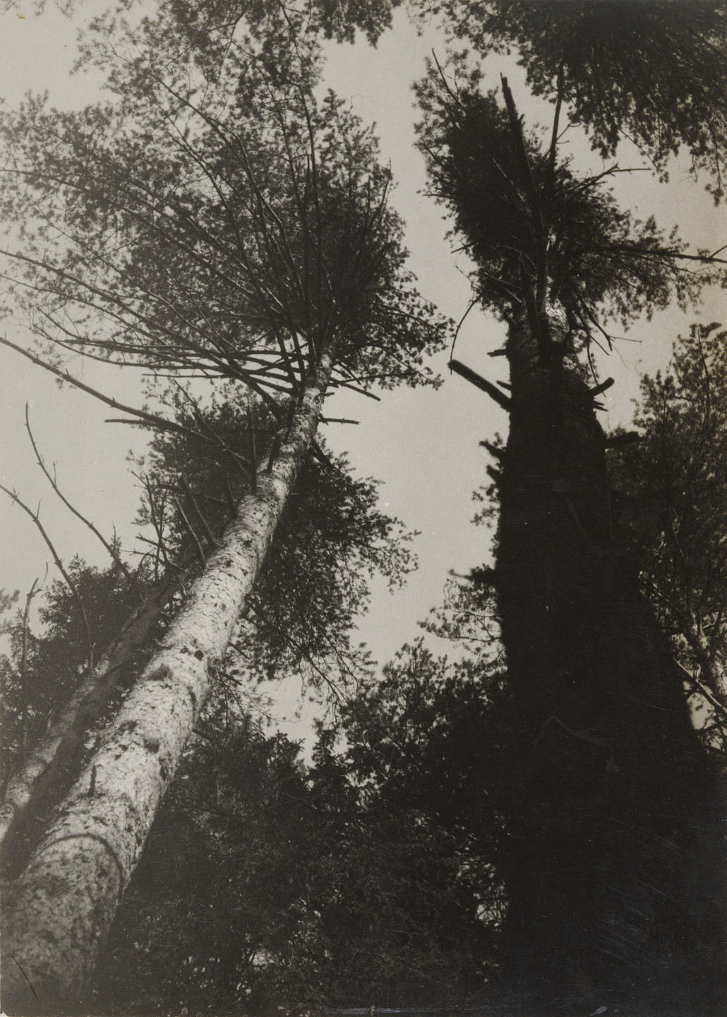 Aleksandr Rodchenko Pine Trees Pushkino 1927 Moma