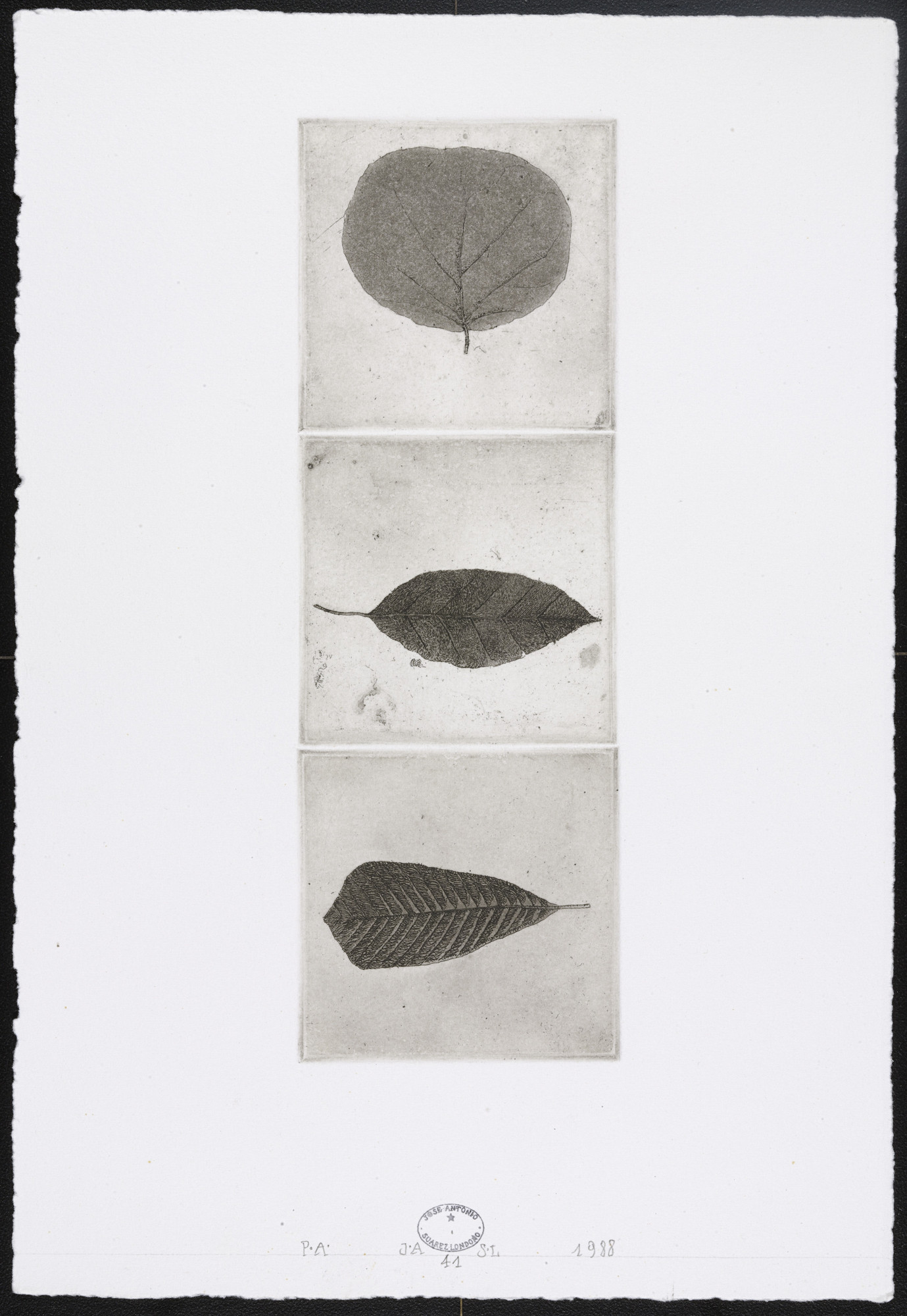 José Antonio Suárez Londoño. Untitled #41