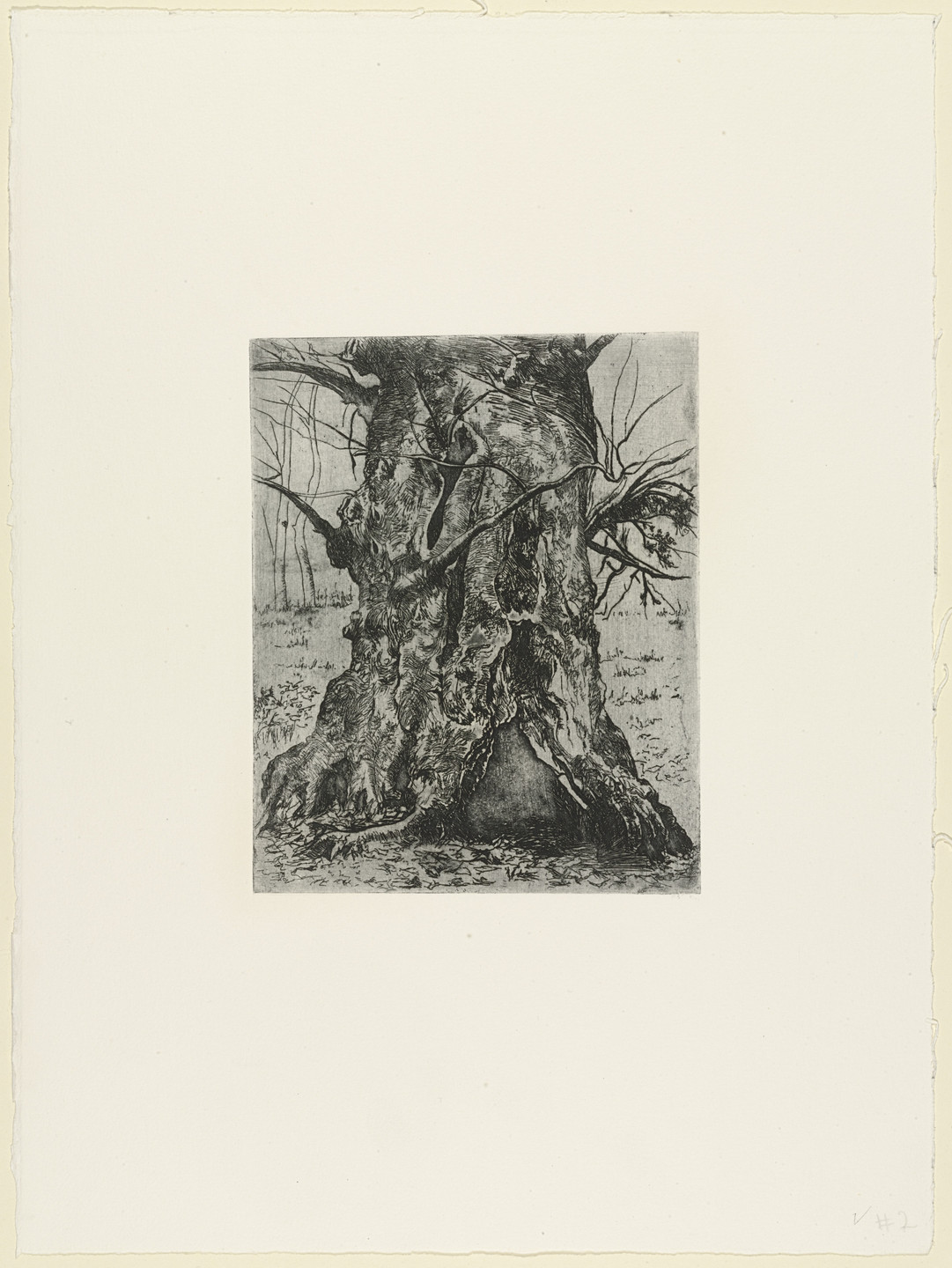 Joseph Stella. Study of a Tree Trunk. c. 1900, printed 1960