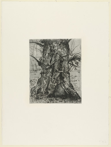 Joseph Stella. Study of a Tree Trunk