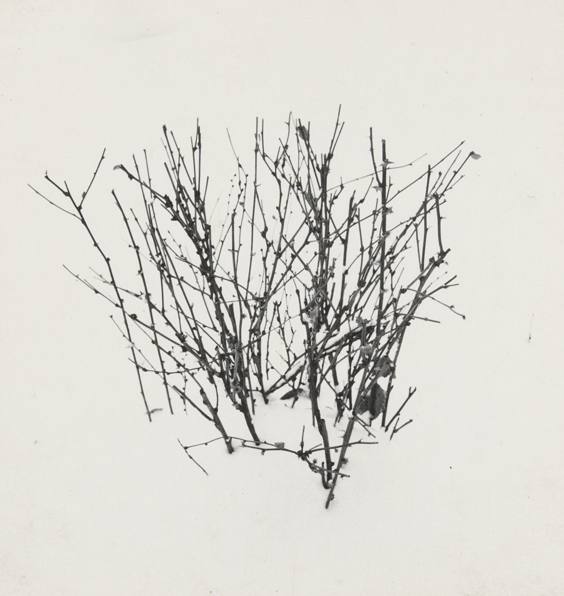 Harry Callahan. Weed Study