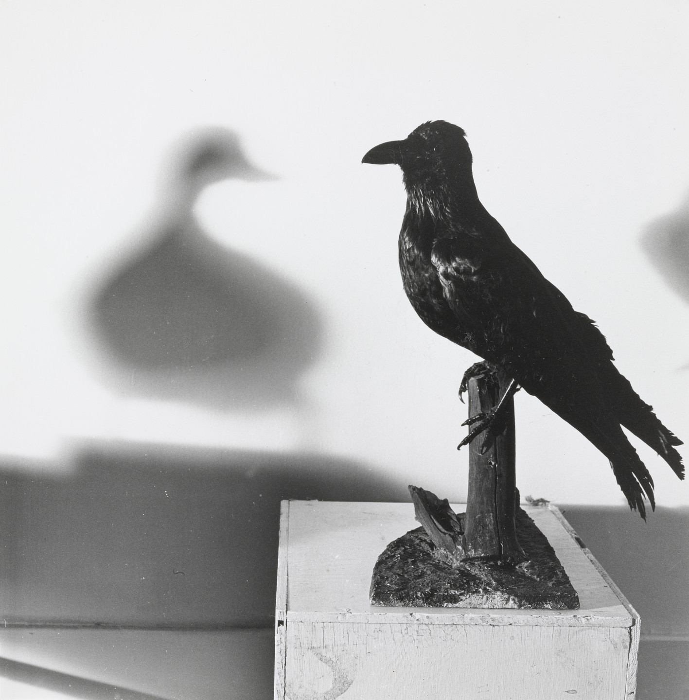 William Wegman. Crow/Duck. 1970