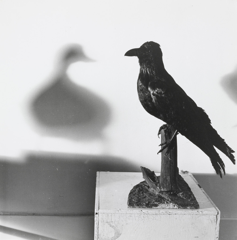 Crow/Duck