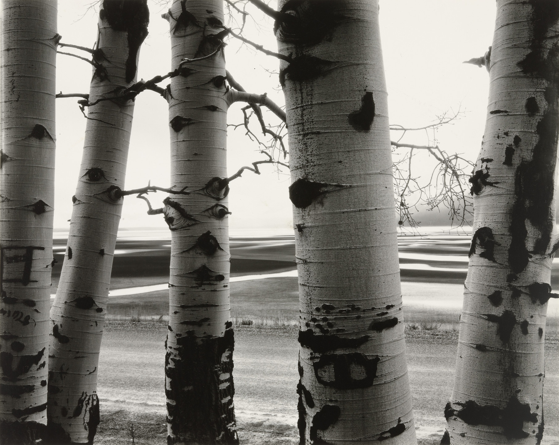 Brett Weston. Aspens, Wyoming. 1956