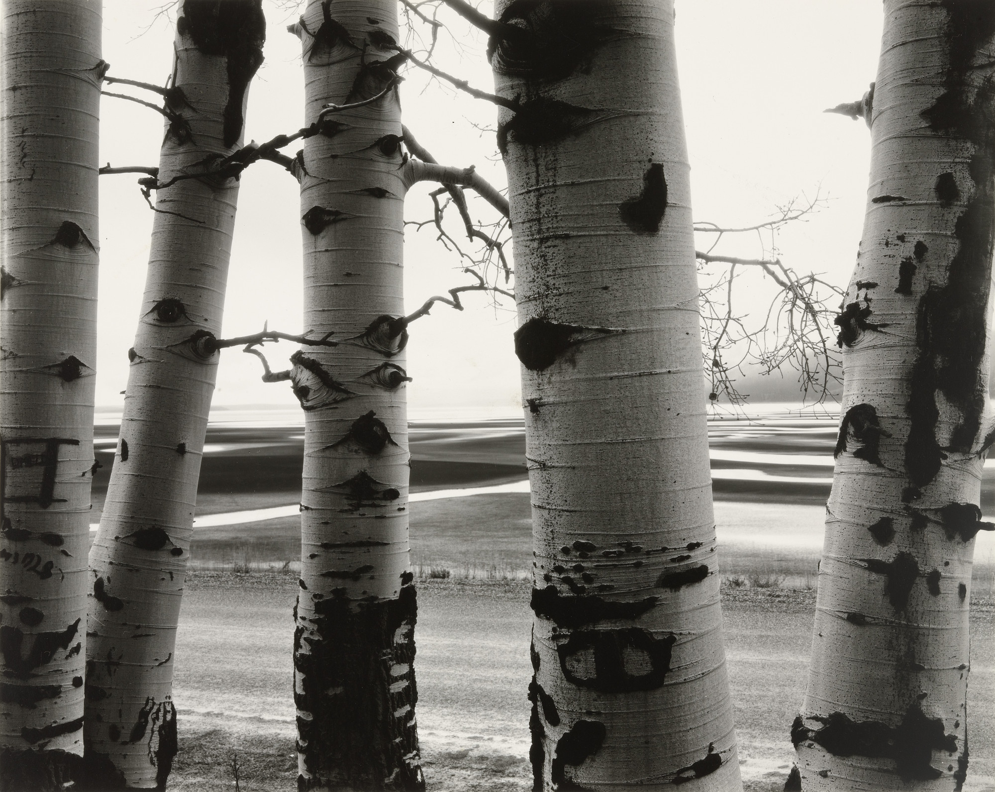 Brett Weston. Aspens, Wyoming