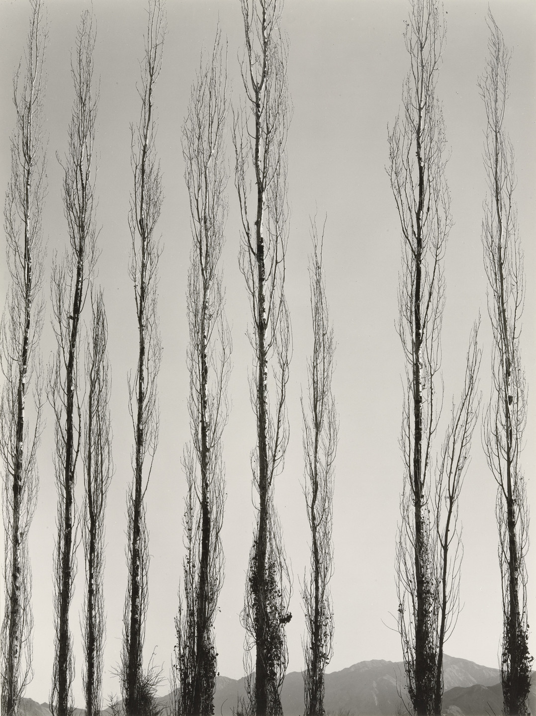 Brett Weston. Poplars, Saline Valley, California. 1954