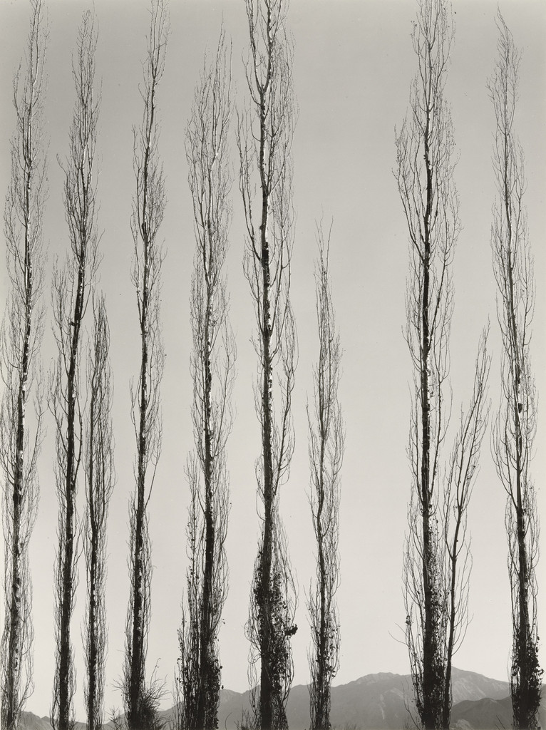 Poplars, Saline Valley, California