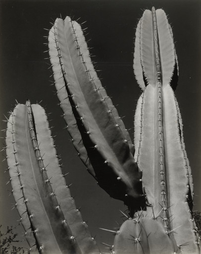 Cactus