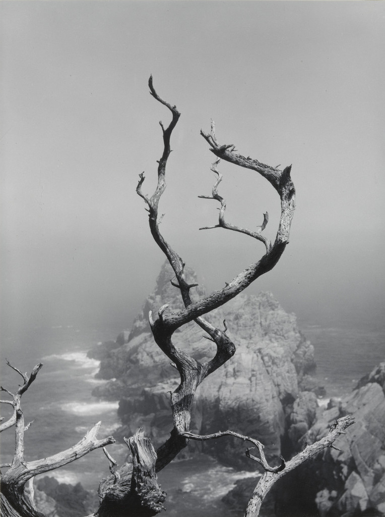 Twisted Cypress and Sea, Minor White, 1950