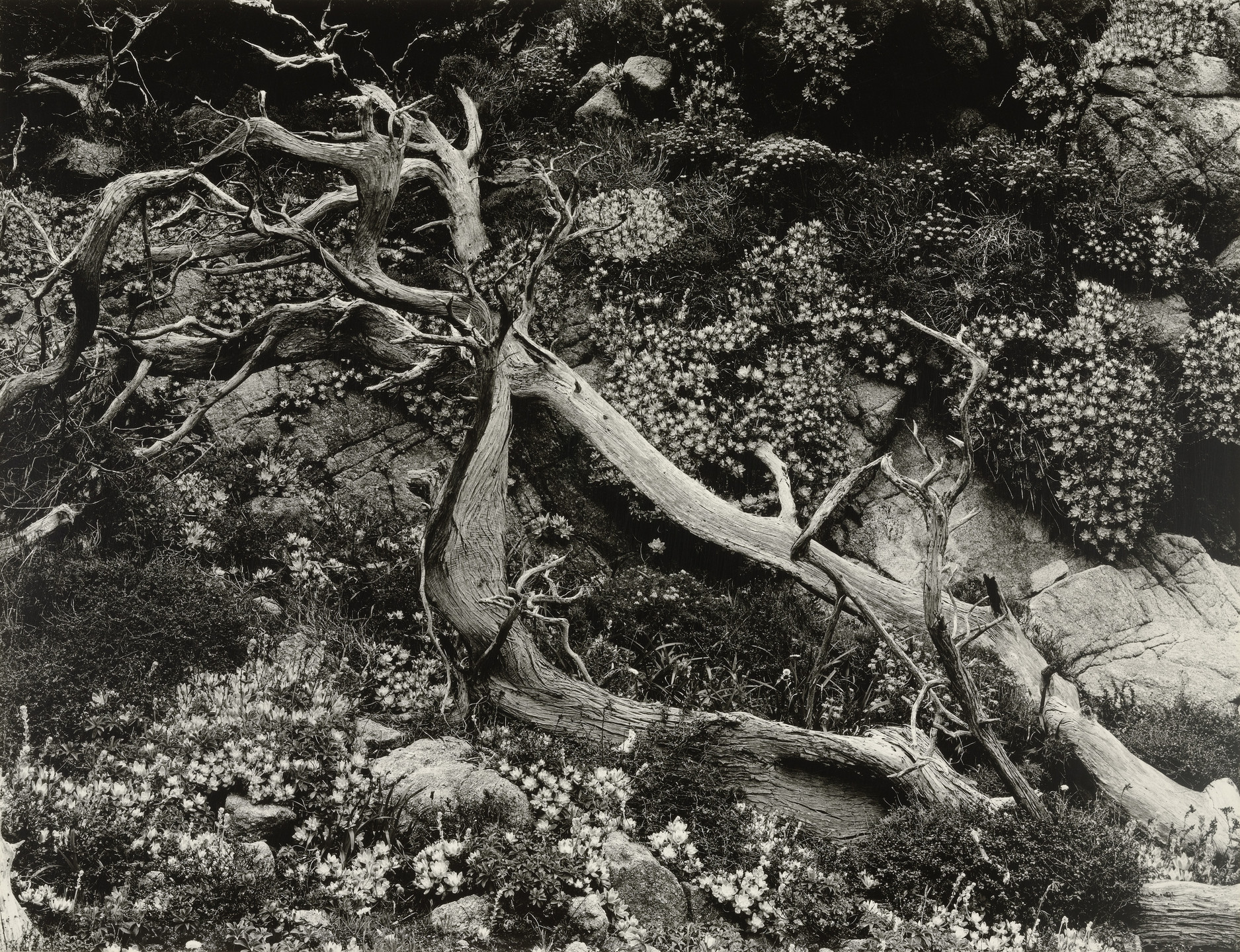 Brett Weston. Untitled. 1950