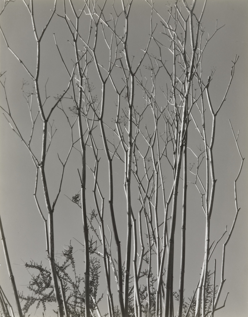 Four Stalks, Brett Weston, 1936
