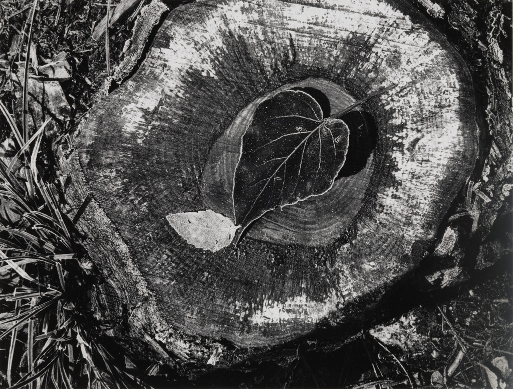 Leaf and Stump, Frost, Yosemite Valley