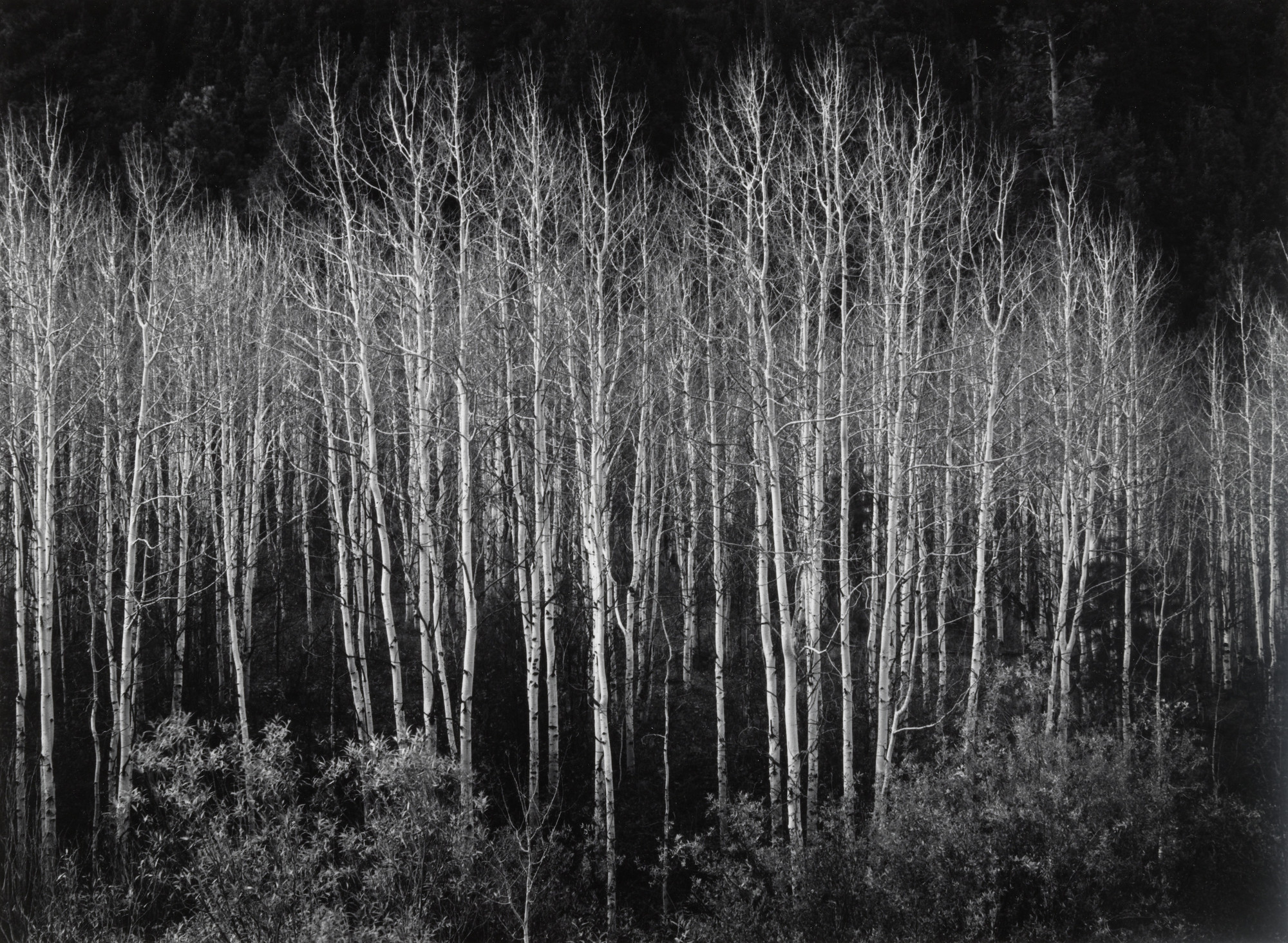 Ansel Adams. Aspens, Dawn, Autumn, Dolores River Canyon, Colorado