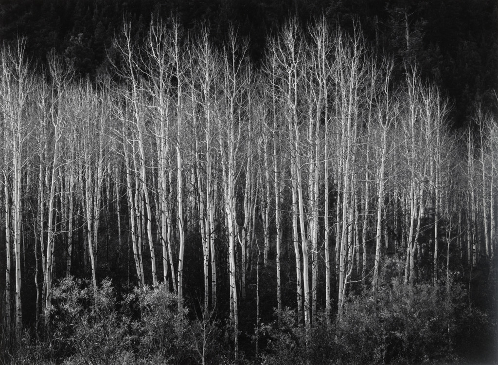 Aspens, Dawn, Autumn, Dolores River Canyon, Colorado